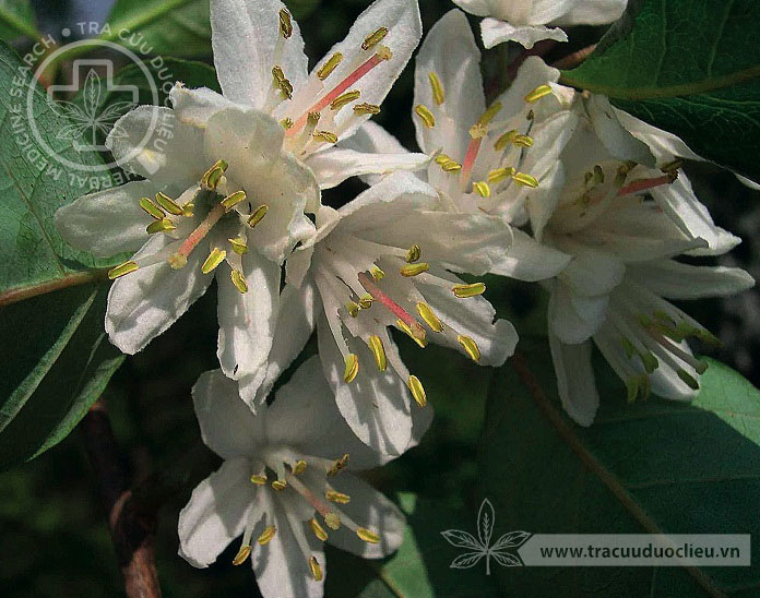 Alniphyllum fortunei (Hemsl.) Perkins 1 Alniphyllum fortunei (Hemsl.) Perkins 1