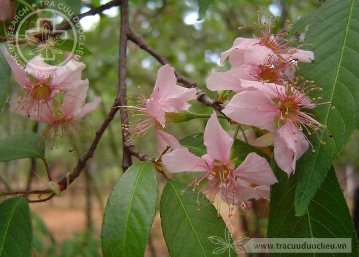 Prunus cerasoides D. Don 1
