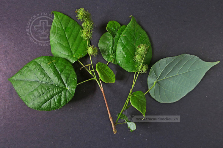 Mallotus floribundus (Blume) Muell. – Arg. 1 Mallotus floribundus (Blume) Muell. – Arg. 1