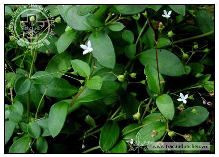 Hedyotis biﬂora (L.) Lam. 1