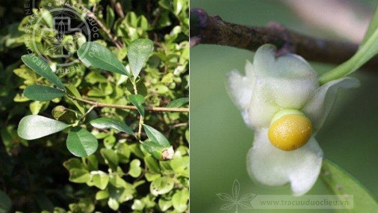 Garcinia harmandii Pierre 1