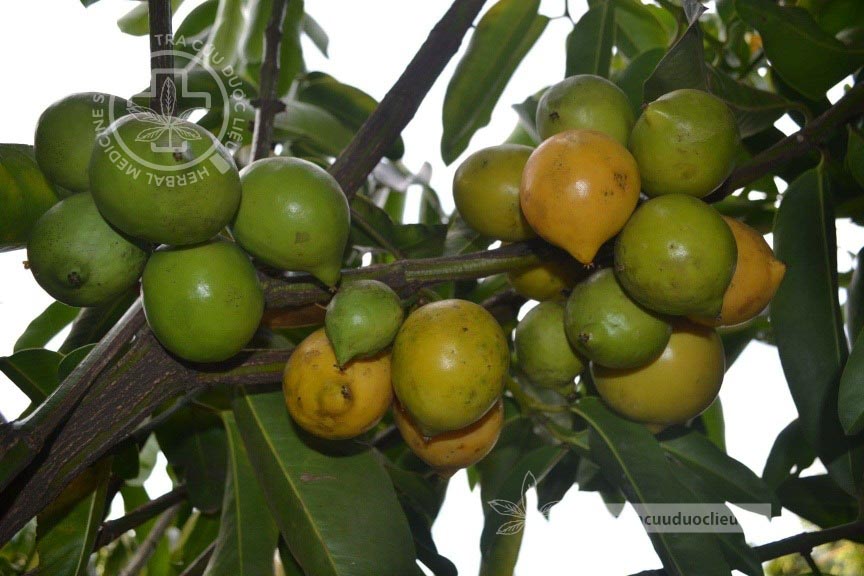 Garcinia cochinchinensis (Lour.) Choisy 1