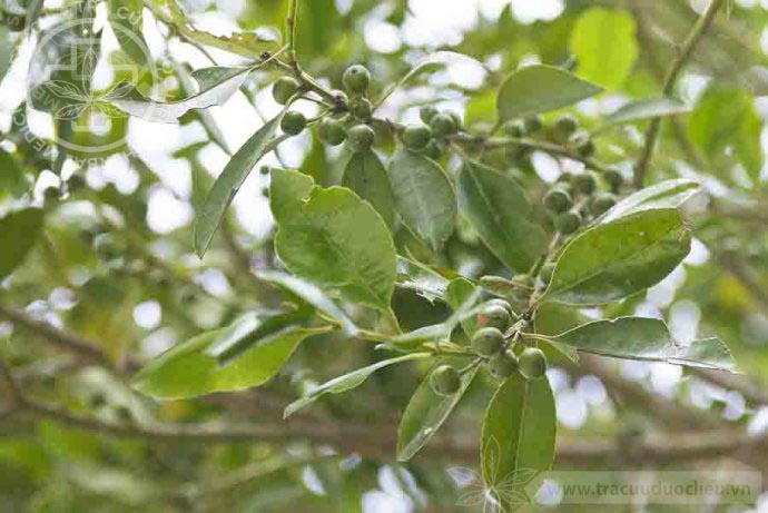 Ilex triflora Blume 1 Ilex triflora Blume 1