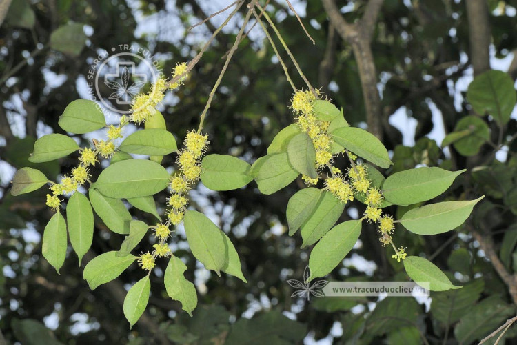 Ilex ficoidea Hemsl. 1