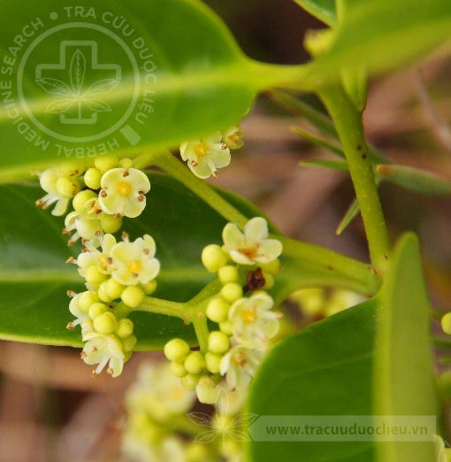 Ilex wallichii Hook.f. 1 Ilex wallichii Hook.f. 1