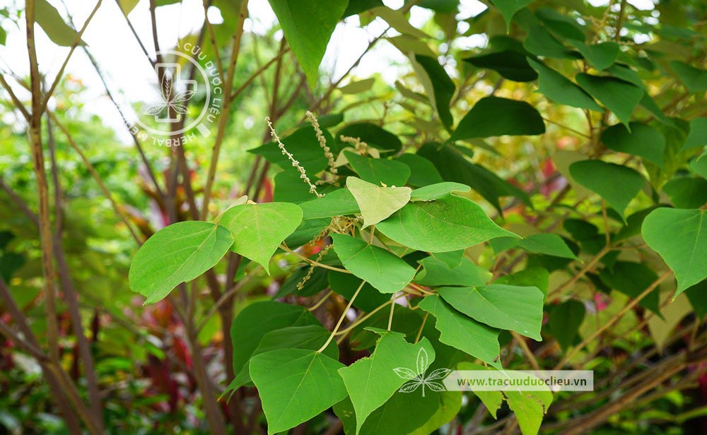Mallotus macrostachyus (Miq.) Muell.-Arg. 1 Mallotus macrostachyus (Miq.) Muell.-Arg. 1