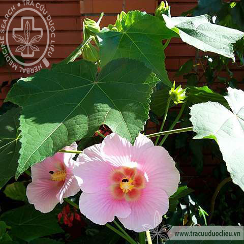 Hibiscus indicus (Burm.f.) Hochr. 1