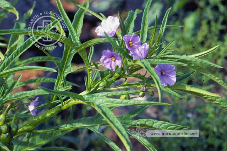 Solanum laciniatum Aiton 1 Solanum laciniatum Aiton 1