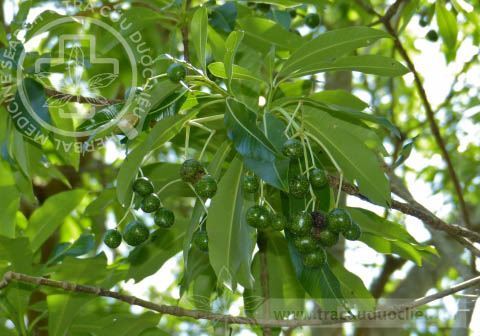 Rauvolfia caffra Sond. 1