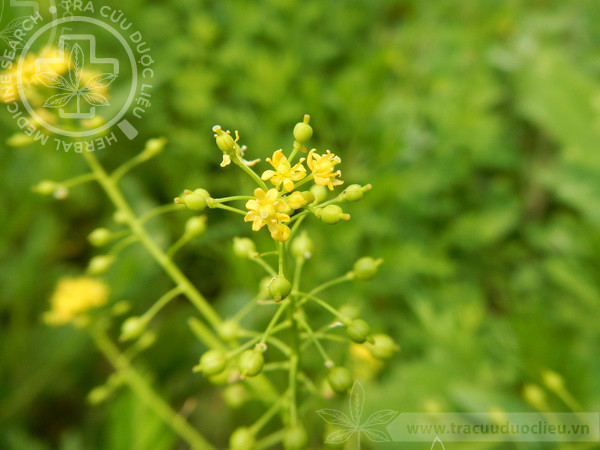 Rorippa globosa (Turcz. ex Fisch. et Mey.) Vassilcz 1 Rorippa globosa (Turcz. ex Fisch. et Mey.) Vassilcz 1