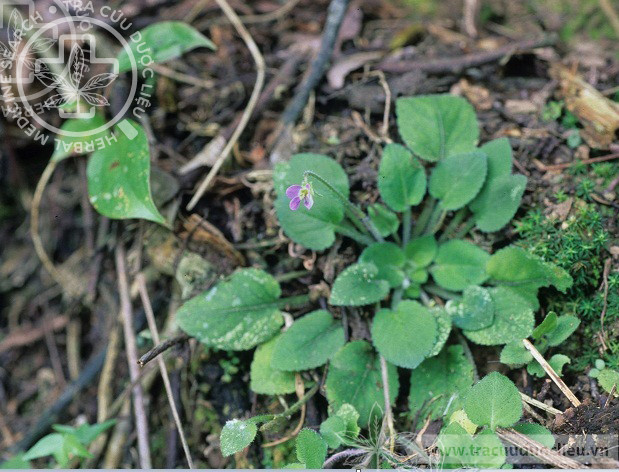 Viola diffusa Ging. 1