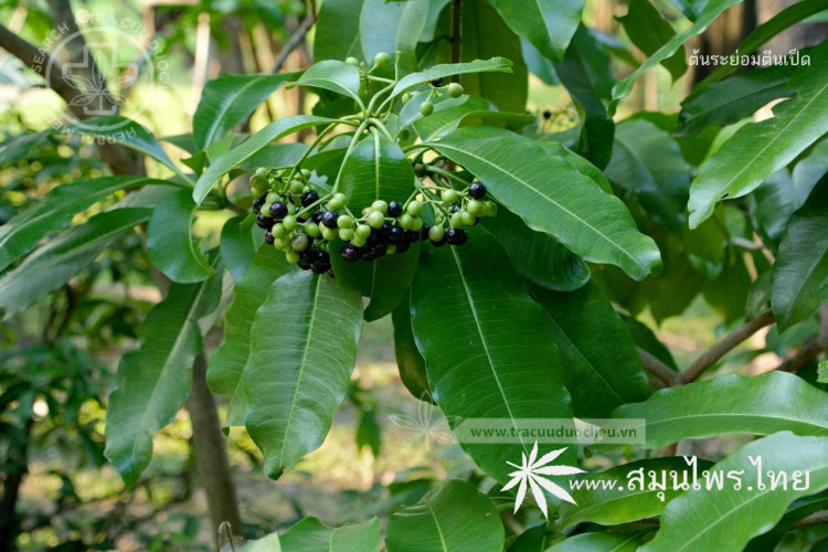 Rauvolfia sumatrana Jack 1 Rauvolfia sumatrana Jack 1