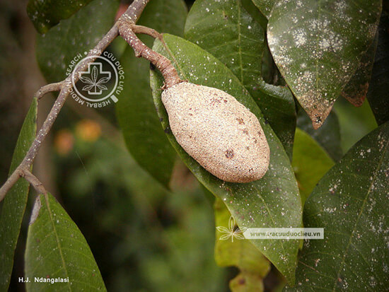 Parinari anamensis Hance 1