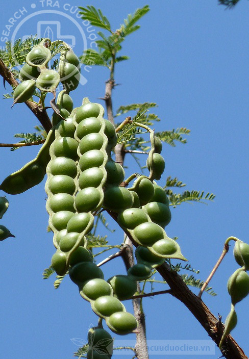 Acacia nilotica (L.) Delile 1 Acacia nilotica (L.) Delile 1