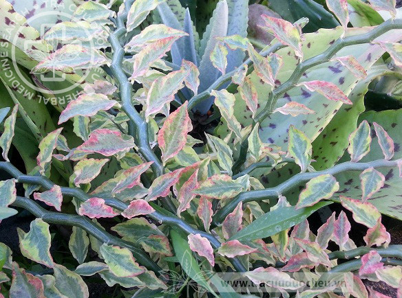 Pedilanthus tithymaloides (L.) Poit. var. variegatus Hort. 1