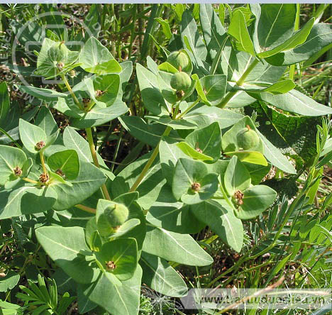 Euphorbia fischeriana Steud. 1