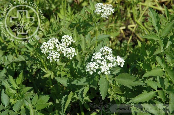 Oenanthe javanica (Blume) DC. 1 Oenanthe javanica (Blume) DC. 1