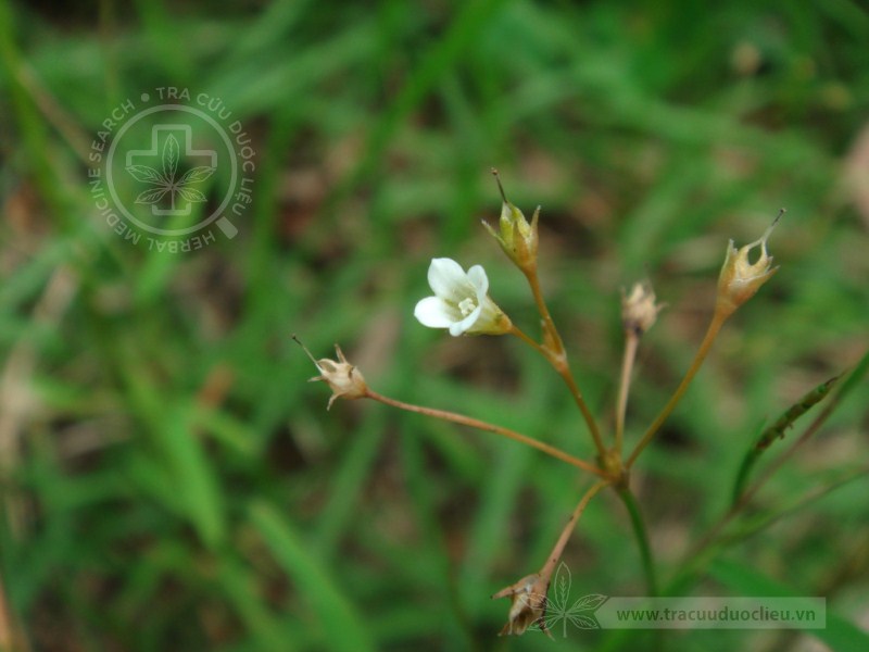 Mitrasacme pygmaea R. Br. 1 Mitrasacme pygmaea R. Br. 1