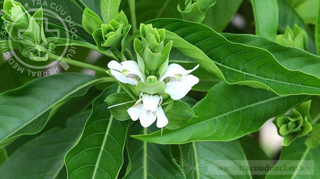 Justicia adhatoda L. 1