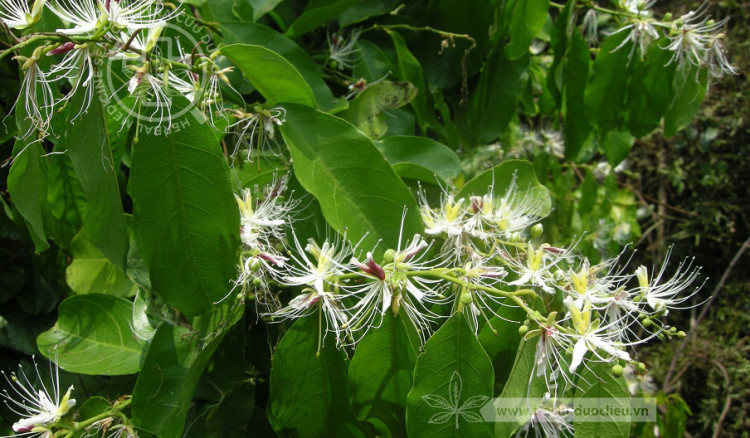 Capparis henryi Matsum. 1 Capparis henryi Matsum. 1
