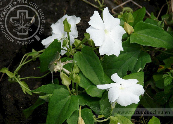 Thunbergia fragrans Roxb. 1 Thunbergia fragrans Roxb. 1
