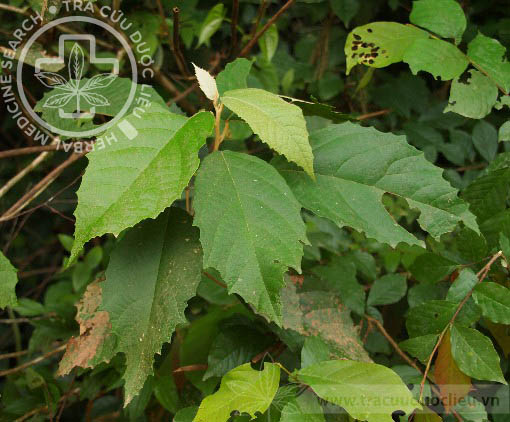 Cladogynos orientalis Zipp. ex Spanoge 1