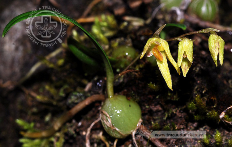 Bulbophyllum reptans (Lindl.) Lindl. 1