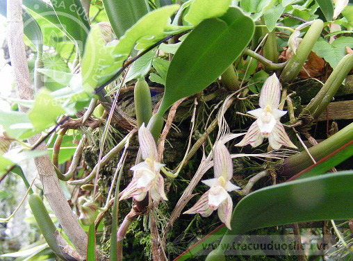 Bulbophyllum ambrosia (Hance) Schltr. 1