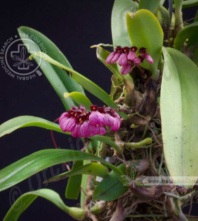 Bulbophyllum concinnum Hook.f. 1