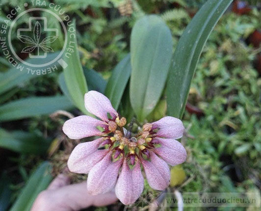 Bulbophyllum andersonii (Hook.f.) J.J. Sm. 1 Bulbophyllum andersonii (Hook.f.) J.J. Sm. 1