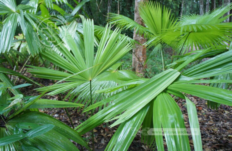 Licuala spinosa Thunb. 1 Licuala spinosa Thunb. 1