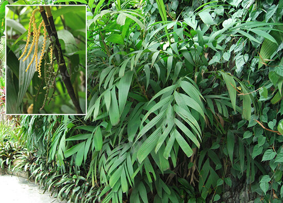 Pinanga baviensis Becc. 1 Pinanga baviensis Becc. 1