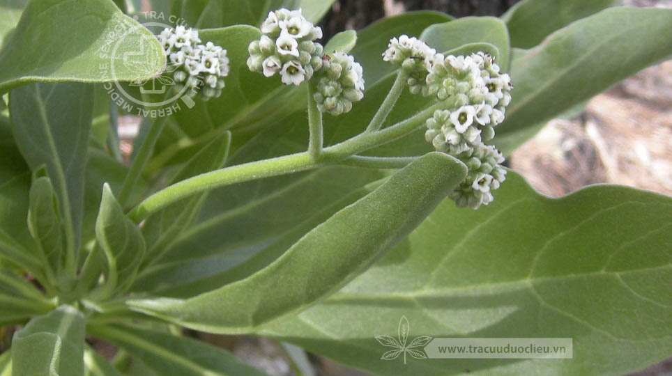 Argusia argentea (L.f.) Heine 1 Argusia argentea (L.f.) Heine 1