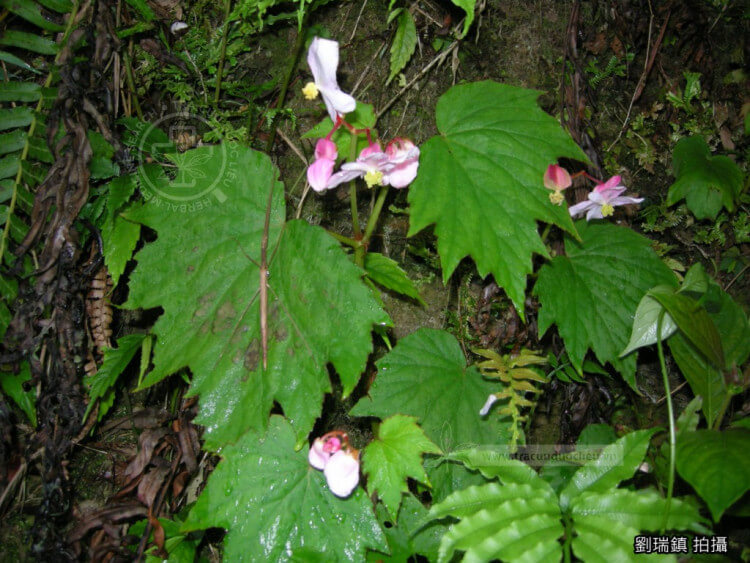 Begonia laciniata Roxb. 1