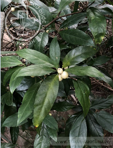 Alleizettella rubra Pitard 1 Alleizettella rubra Pitard 1