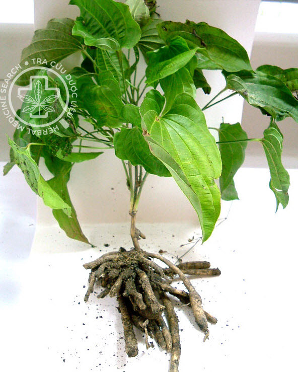 Stemona collinsae Craib 1