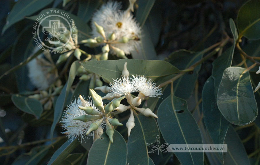 Eucalyptus robusta Sm. 1