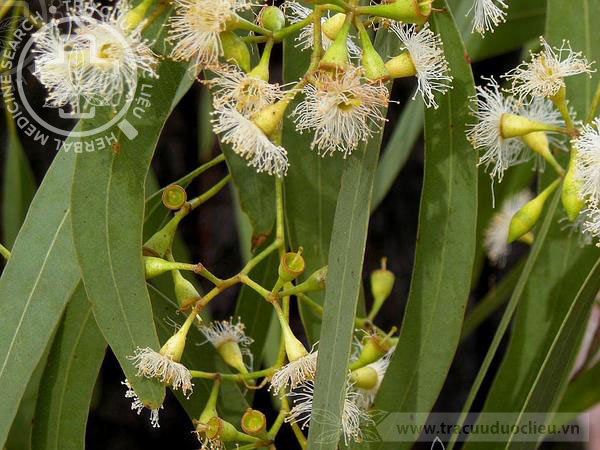 Eucalyptus resinifera Sm. 1