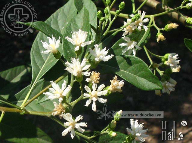 Vernonia aspera (Roxb.) Buch.-Ham. 1 Vernonia aspera (Roxb.) Buch.-Ham. 1