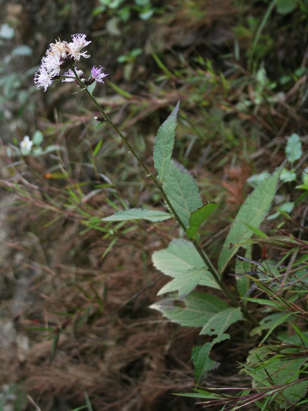 Vernonia saligna DC. 1 Vernonia saligna DC. 1