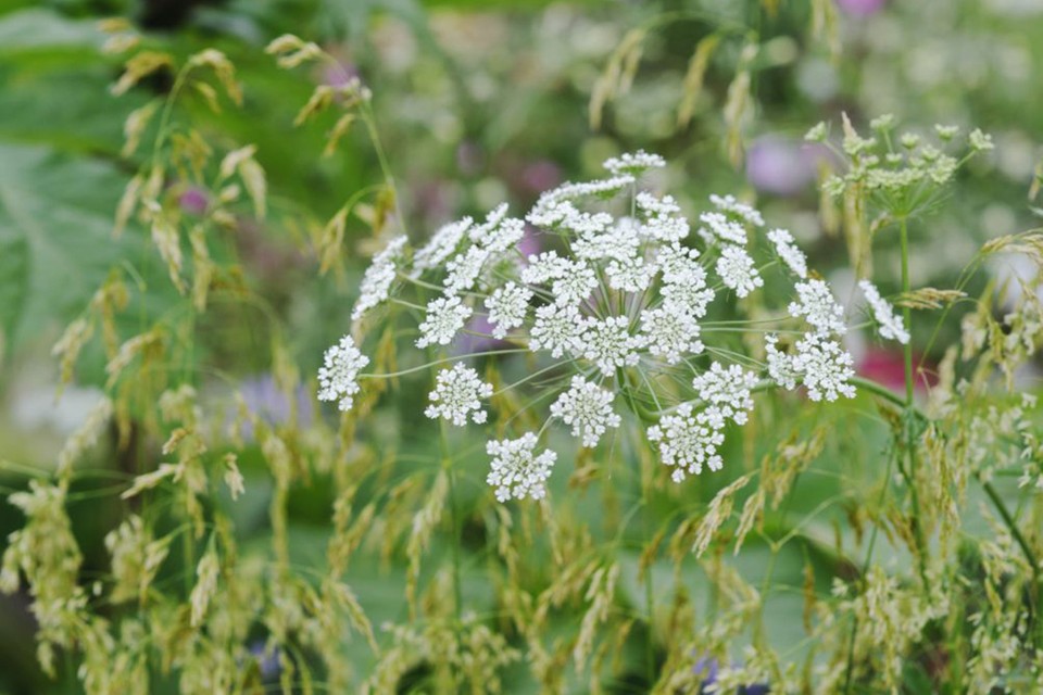 Ammi majus L. 1 Ammi majus L. 1