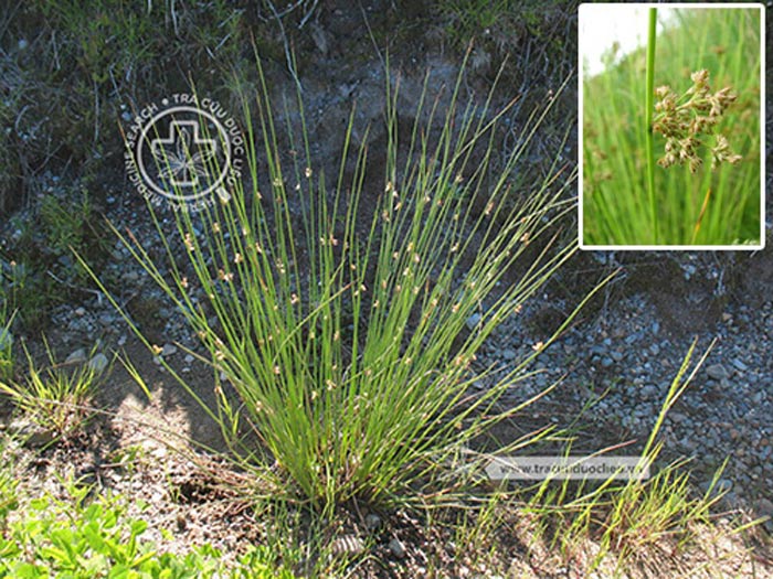 Juncus effusus L 1 Juncus effusus L 1