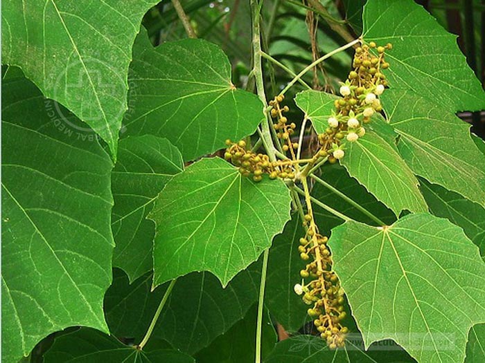 Melanolepis multigalandulosa (Reinw. ex Blume) Rchb. et Zoll. 1 Melanolepis multigalandulosa (Reinw. ex Blume) Rchb. et Zoll. 1