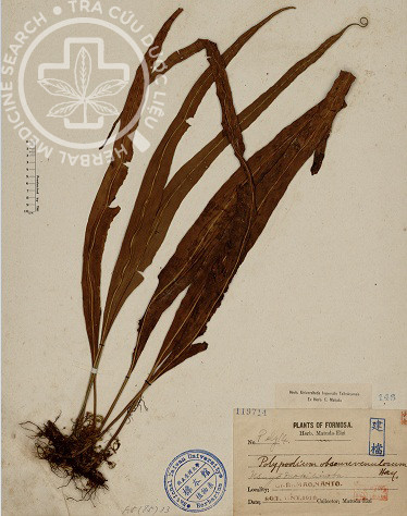 Lepisorus obscurevenulosus (Hayata) Ching 1