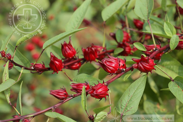 Hibiscus sabdariffa L. 1