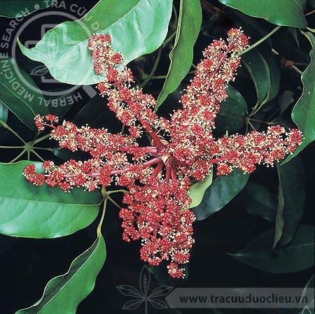 Schefﬂera venulosa (Wight et Arn.) Harms in Engl. & Prantl 1