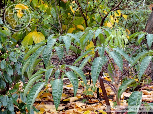 Schefflera minutistellata Merr. ex H.L. Li 1 Schefflera minutistellata Merr. ex H.L. Li 1