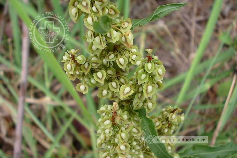 Rumex crispus L. 1 Rumex crispus L. 1