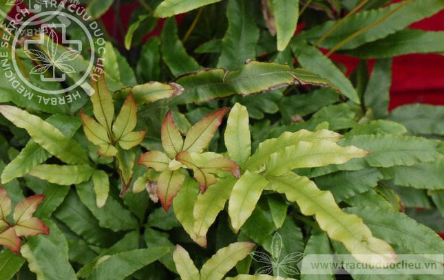 Pteris plubea Christ 1 Pteris plubea Christ 1