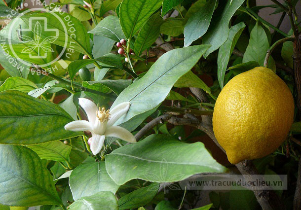 Citrus limon (L.) Burm.f. 1